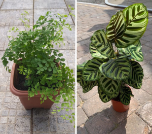 Plantas que crescem rápido
