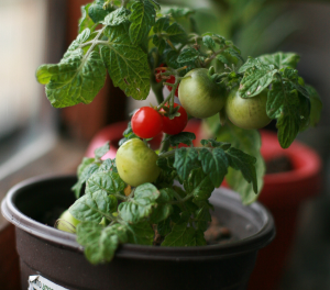 cultivar hortaliças em vasos com sucesso
