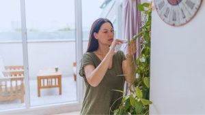 dicas para cuidar de plantas em climas secos