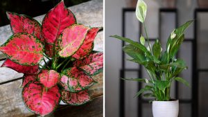 plantas para cultivar na sombra