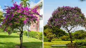 Árvores para espaços urbanos Manacá-da-serra