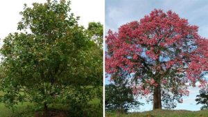 Árvores que crescem rápido