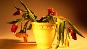 Como salvar plantas morrendo