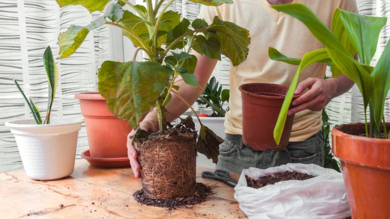Guia Completo Para Transplantar Plantas Com Seguran a E Garantir O guia-completo-para-transplantar-plantas-com-seguran-a-e-garantir-o