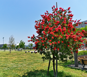 Melhores árvores ornamentais
