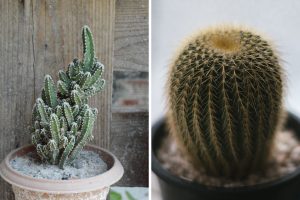 Mini Cactos Os Campeões da Sobrevivência