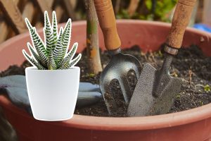 cascalho no fundo do vaso de plantas