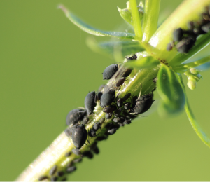 Combater as pragas mais comuns