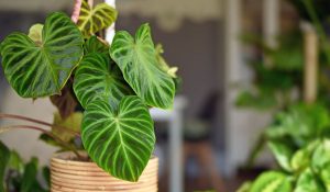 filodendro plantas para cultivar com pouca luz