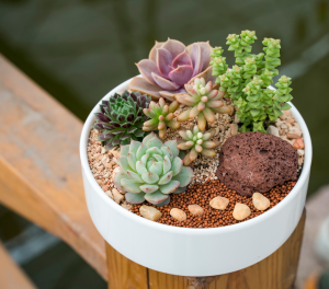 jardim de suculentas