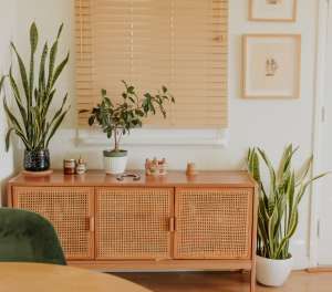 melhores plantas para cultivar em apartamentos