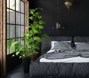 Plantas para colocar no quarto