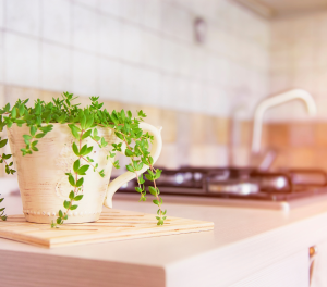 plantas para cozinha
