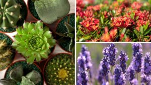 plantas pequenas para criar jardim de luxo