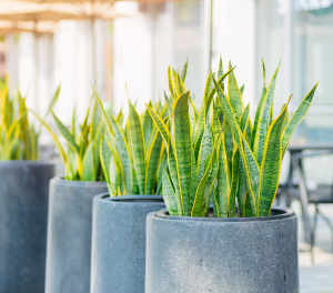 Plantas que purificam o ar