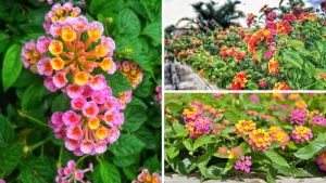 Lantana: O Guia Definitivo para Cultivar a Flor que Atrai Borboletas