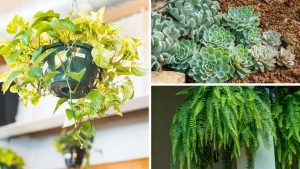 Plantas à prova de erro 7 espécies que crescem sozinhas