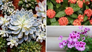 Plantas baratas que deixam sua casa com decoração de revista