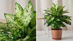 como cuidar da planta comigo-ninguém-pode