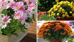 como cuidar de crisântemos