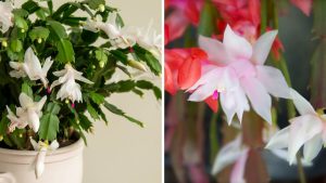 flor de maio em vaso