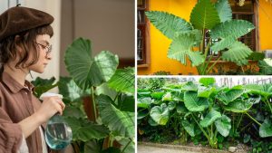 planta orelha de elefante