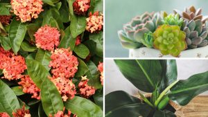 plantas de 10 reais que parecem importadas na decoração