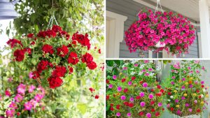 plantas pendentes para transformar qualquer varanda