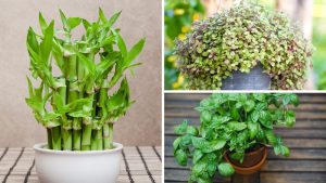 plantas poderosas que atraem dinheiro e sorte para sua casa em 2025