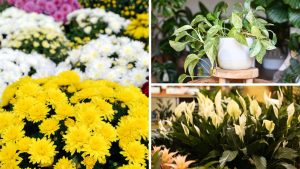 plantas que purificam o ar da sua casa em menos de 24h