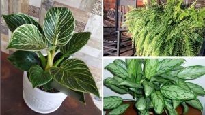 plantas tendências para 2025