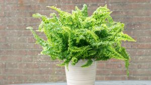 samambaia em vaso branco