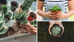 suculentas para quem não tem experiência