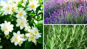 Especialistas Revelam quais as Plantas Aromáticas essenciais para o seu jardim