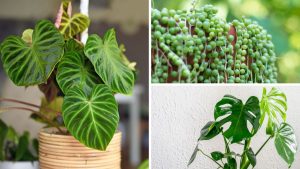 Especialistas revelam as 8 piores plantas para ter dentro de casa