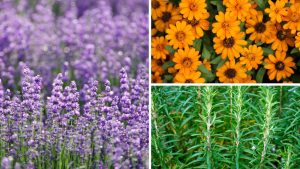 Plantas repelentes: 7 espécies que afastam parasitas do seu jardim