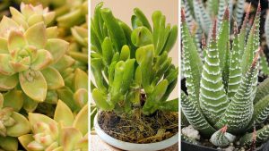 Suculentas de interior: as 7 melhores espécies para cultivar em casa