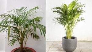 como cultivar palmeira areca-bambu
