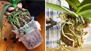 como replantar orquídeas