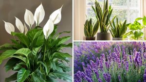 plantas poderosas que transformam a energia da sua casa hoje