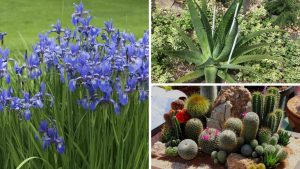 plantas que transformam quintais simples em jardins elegantes