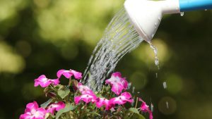 rega de planta florida