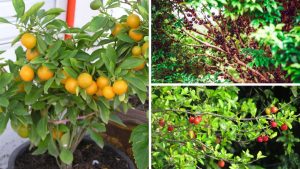 5 árvores frutíferas que crescem perfeitamente em vasos pequenos