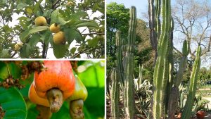 5 plantas mais comuns nos quintais de quem mora no nordeste brasileiro