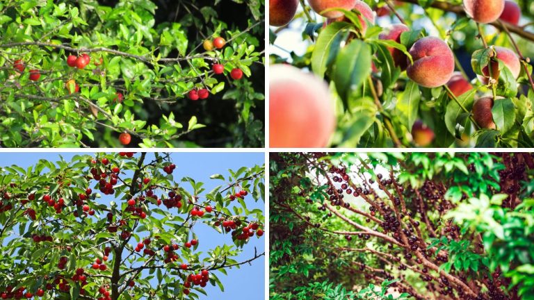 7 árvores frutíferas de raiz pequena para jardim de pequeno porte
