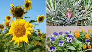 7 plantas indicadas para a iniciar as crianças no mundo da jardinagem