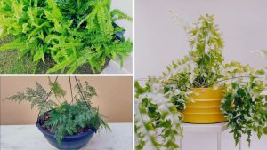 7 tipos de samambaia para decorar sua casa com elegância e frescor