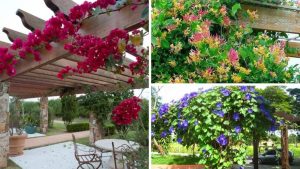 Adeus, pergolado sem graça! As melhores trepadeiras para um espaço verde e sofisticado