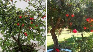 Árvores frutíferas: 7 espécies perfeitas para plantar no outono