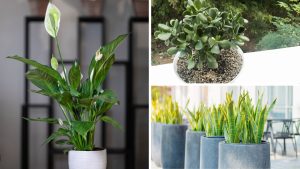 As 7 melhores plantas para casa, segundo especialistas em jardinagem